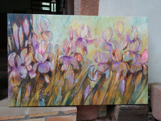 My irises