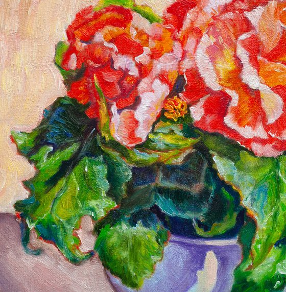 Begonia