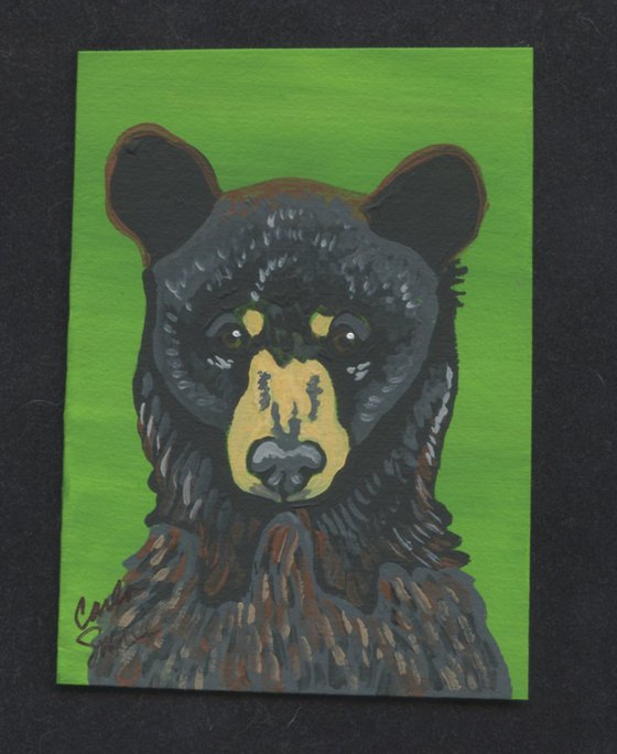 Black Bear