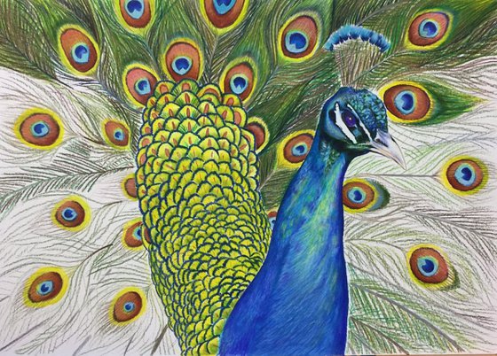 Proud peacock