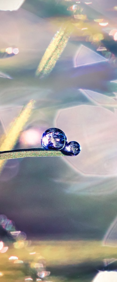 Dreamy drops of dew by Inna Etuvgi
