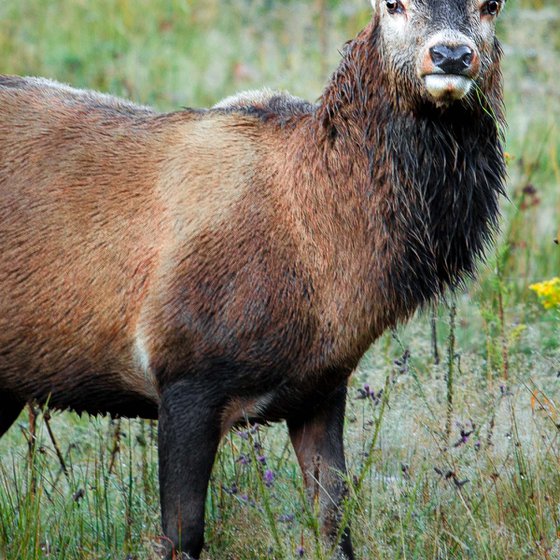 Royal Stag, Scotland