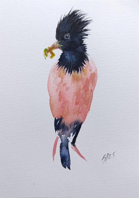 Rosy Starling II