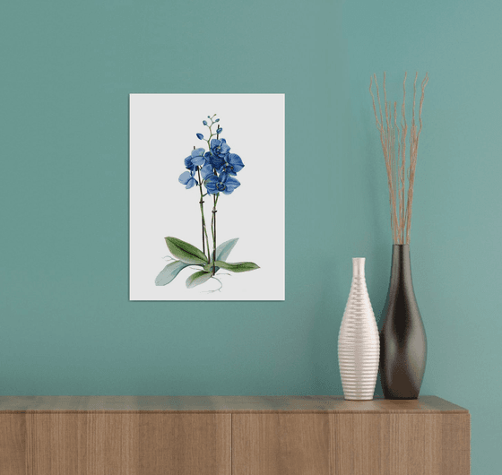 Blue orchid