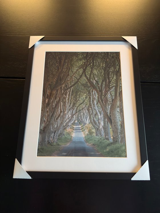 THE  FANTASTIC DARK HEDGES #3