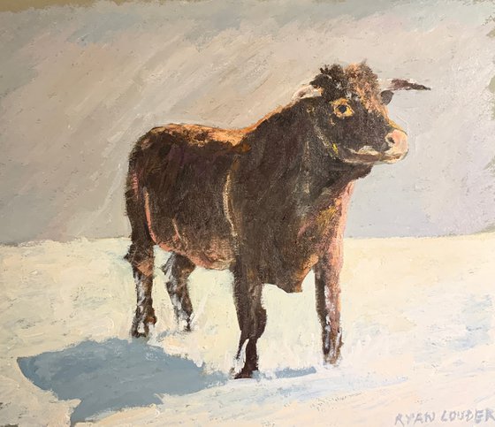 Bull On A Winters Day
