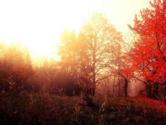 Sunrise in foggy forest - 60x80x4cm print on canvas 05064a1 READY to HANG