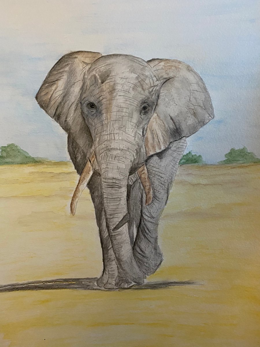 Elephant by Maxine Taylor