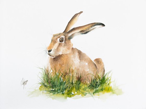 Hare