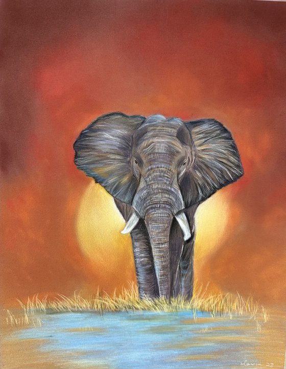 Elephant at sunset