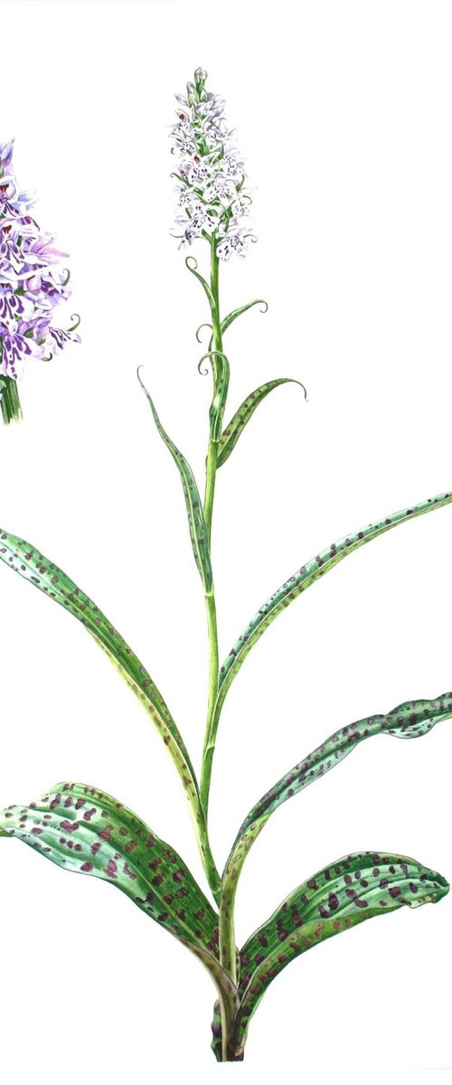 Common Spotted Orchid by Zoe Elizabeth Norman