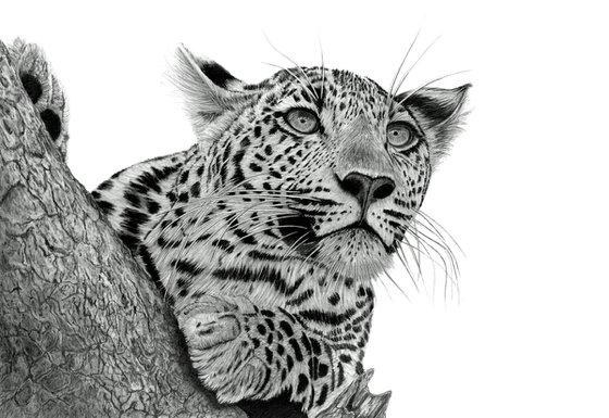 Pensive Leopard