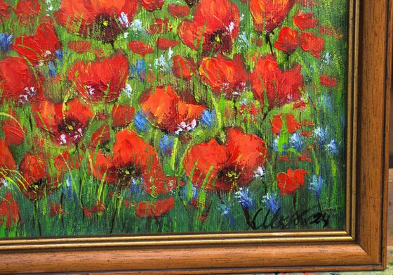 Poppies in the land