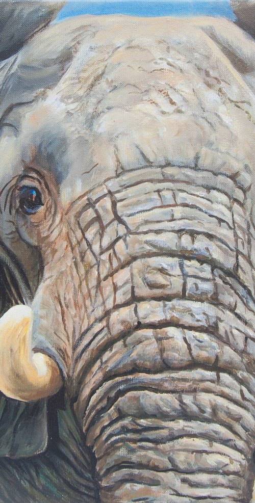 Elephant face by Norma Beatriz Zaro