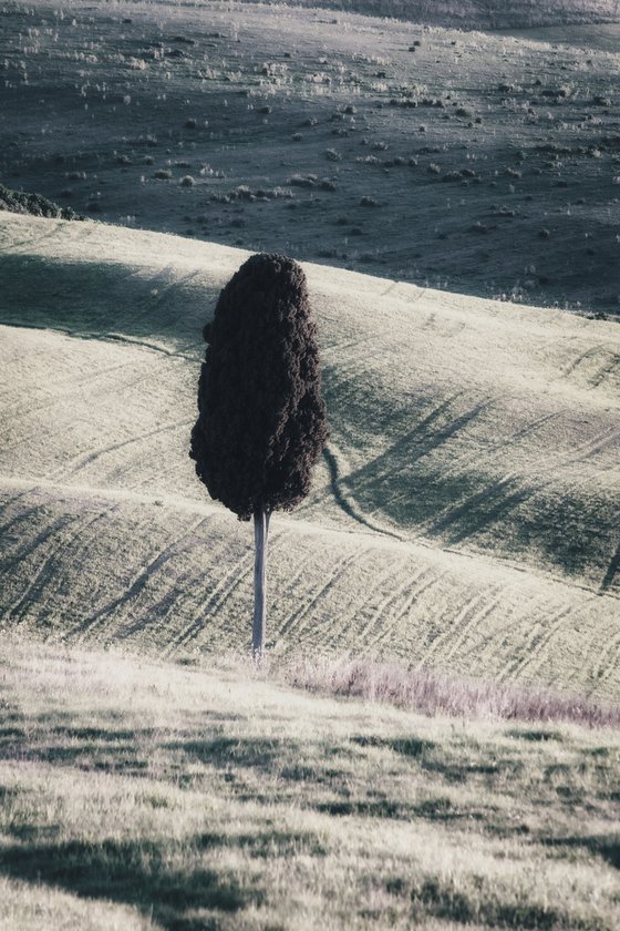 A lone cypress tree