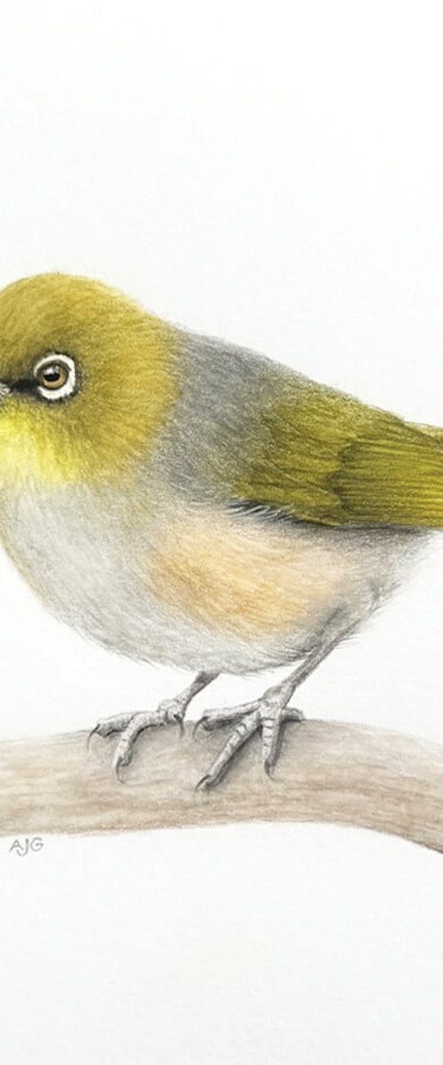 Silvereye Bird by Amanda Gosse