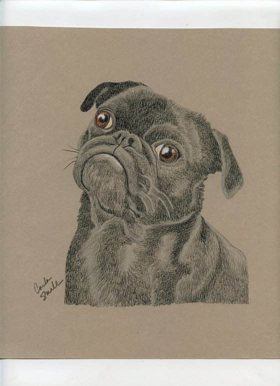 Pet Dog Black Pug Art Original 6 x 8 Drawing-Carla Smale