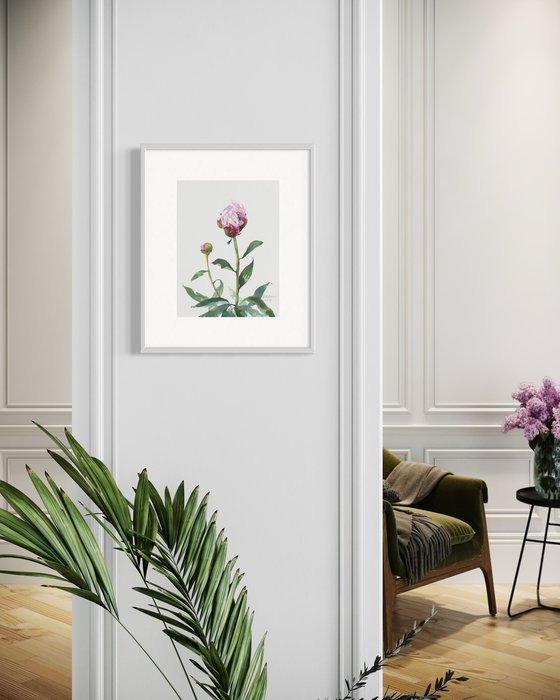 Young Peony