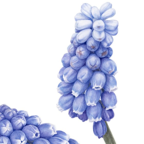 Muscari Dialogue