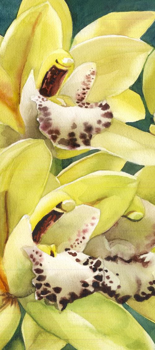 Spring in yellow by Alfred  Ng