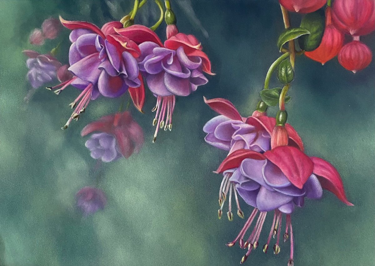 Fuchsia Bloom by Debra Spence