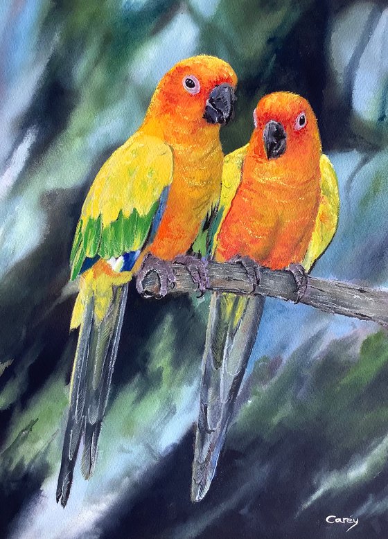 sun parakeet