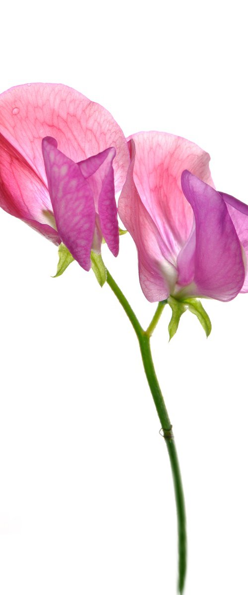 Pink sweet pea by Fiona Young