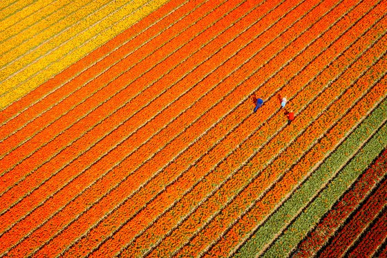 COLORFUL FLOWER FIELD