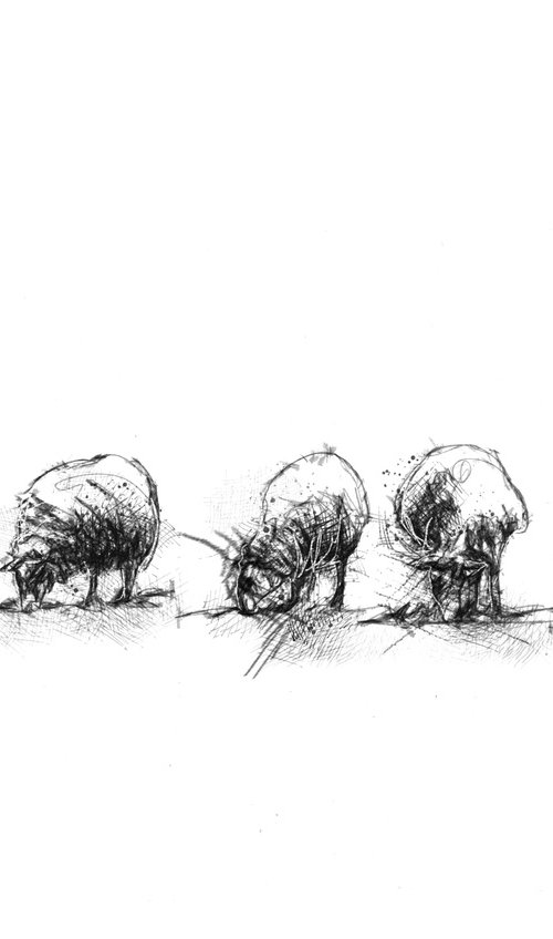 Sheep feeding by Sean Briggs