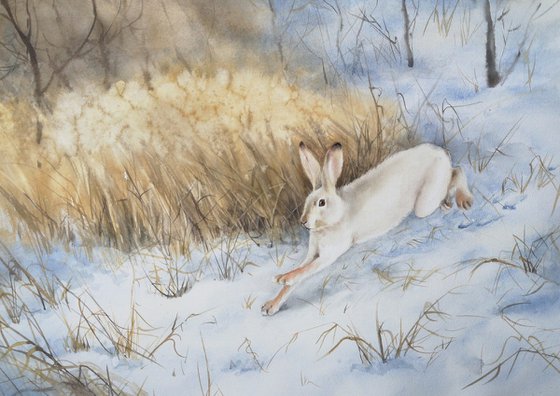 Snow Hare Running