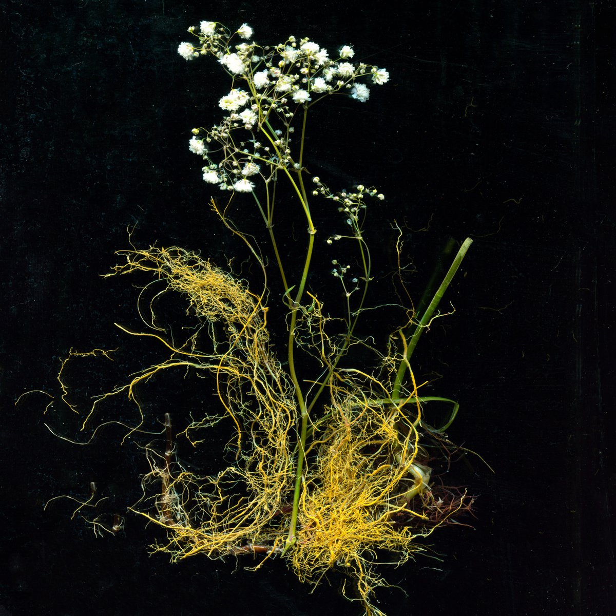 seaweed, stems and algae 3 by Jochim Lichtenberger