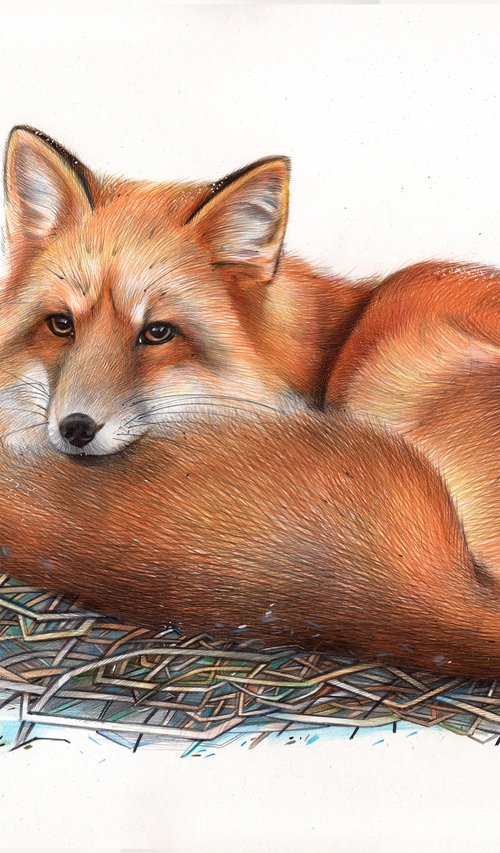 Red Fox by Daria Maier