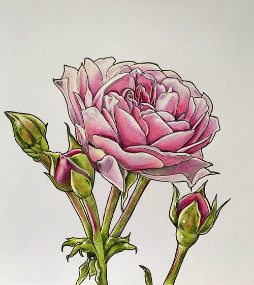 Pink roses by Karen Elaine  Evans