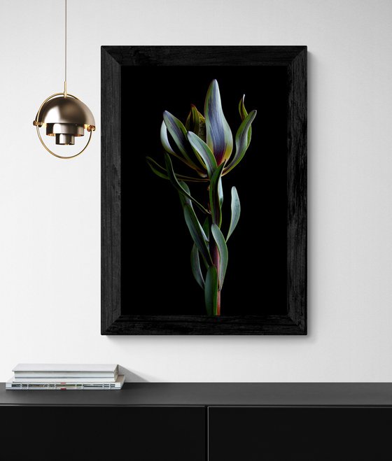 Burgundy Blaze Leucadendron