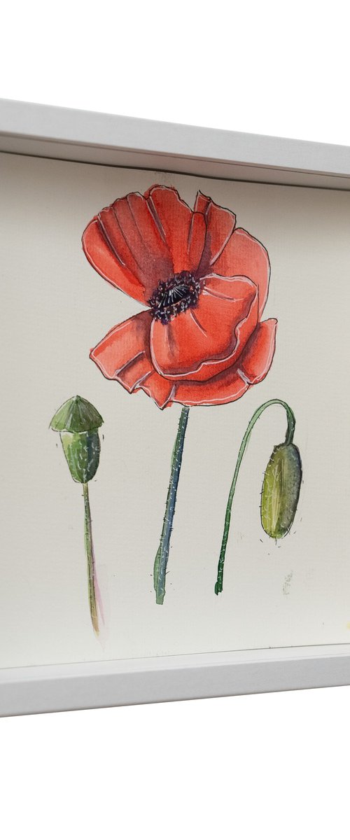 Minimalist Poppies by VICTO