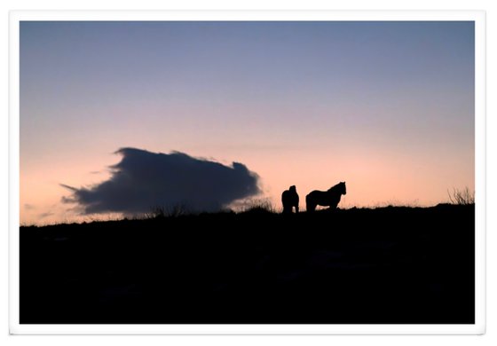 HORSES AT DUSK