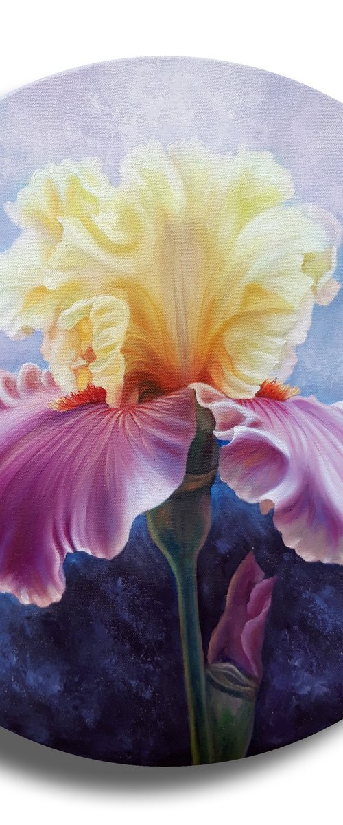 Morning iris by Anna Steshenko