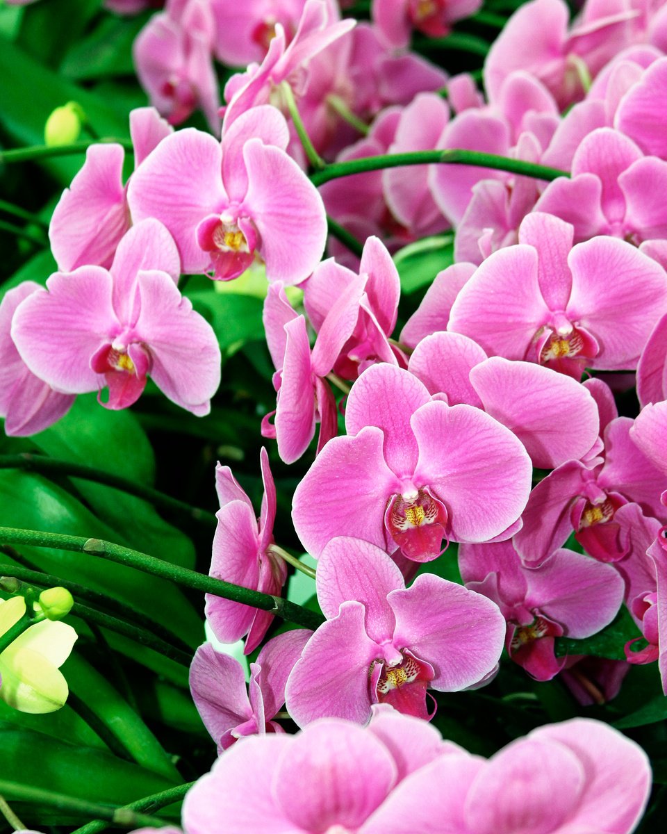 Expressive Botanical Photograph By William Dey, 26 X 32", Pink Sapphire Orchids, Original Artwork