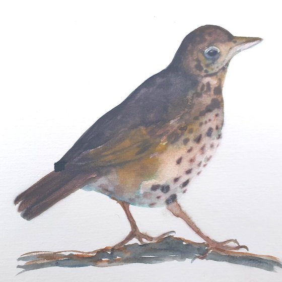 One Thrush