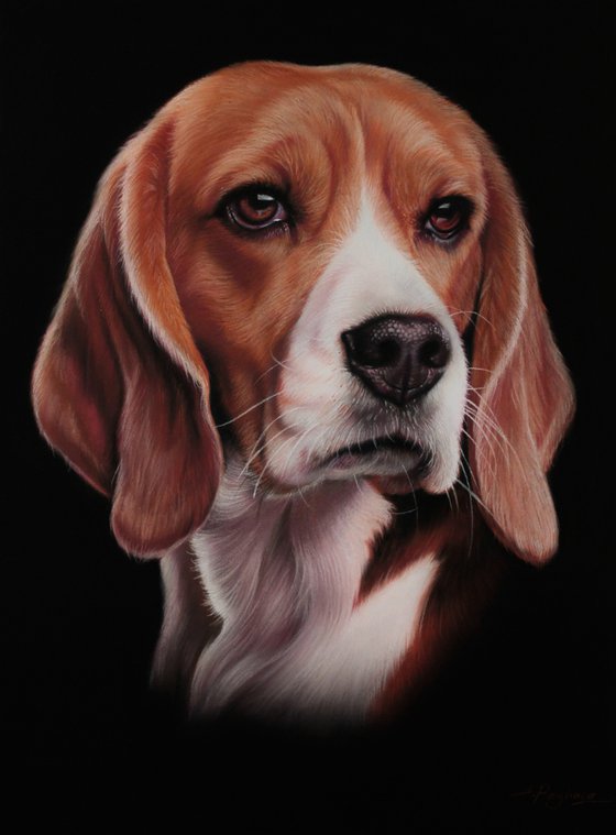 Beagle