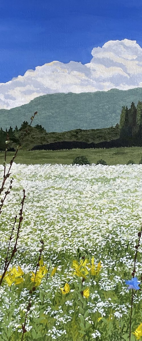 White Flower Fields in La Conception by Anne Shaughnessy