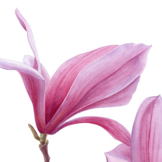 Magnolia. Right