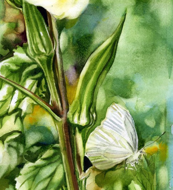 okra with cabbage white butterfly