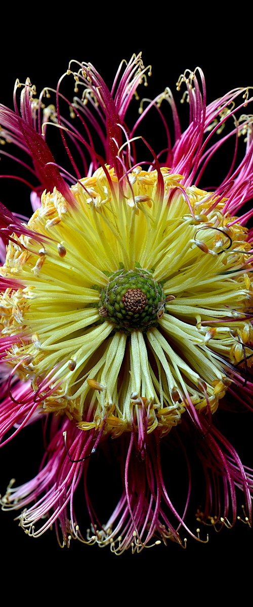 Banksia Ericofolia by Nadia Culph
