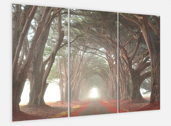 Cypress Tree Tunnel Gallery Wrapped Canvas Triptych