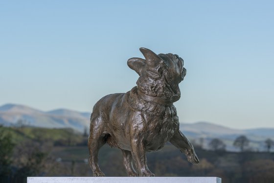 French Bulldog Lifting Paw BR