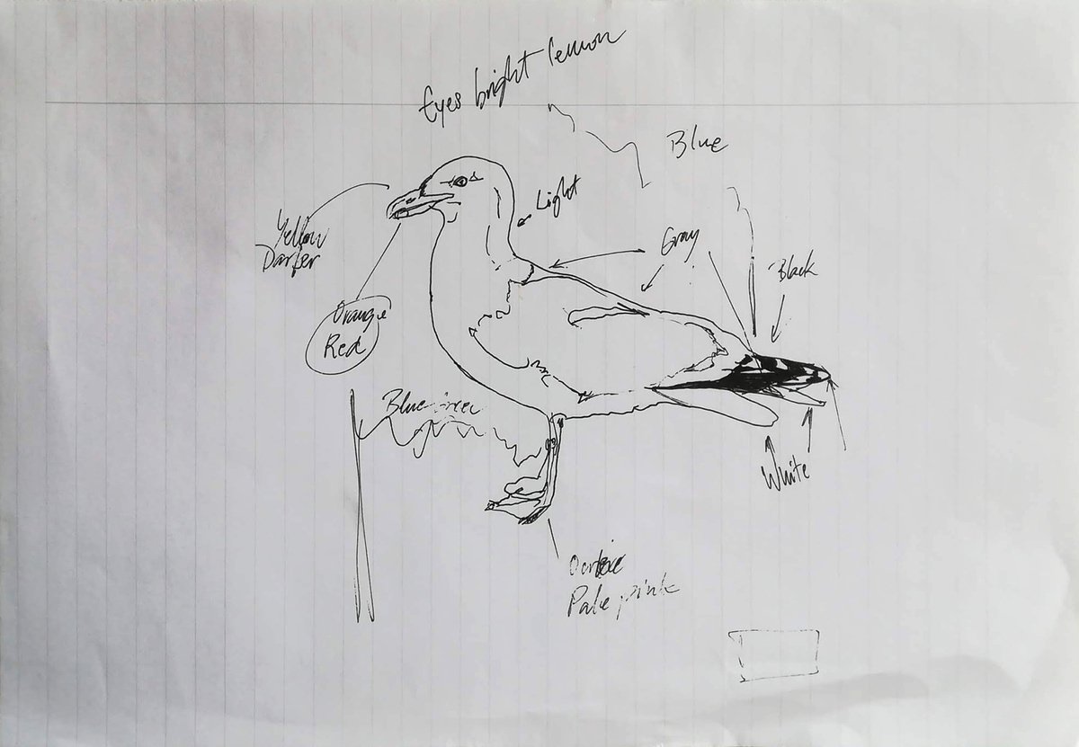 Illustrative Animal Drawing By Aleksandar Basic, 12 X 8, Seagull, Original Artwork