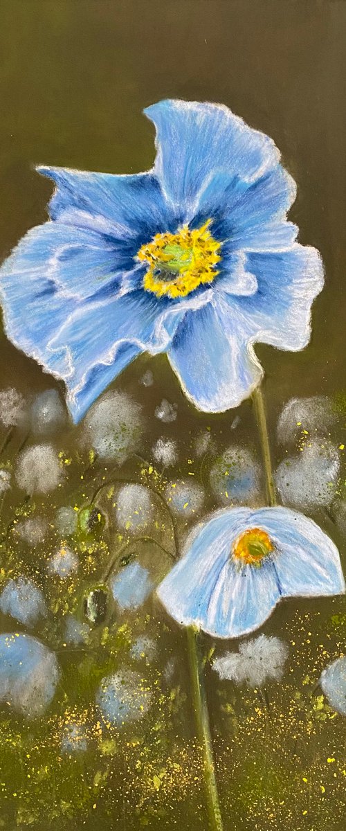 Blue poppies by Maxine Taylor