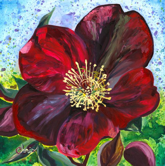 "Anna's Red" Hellebore