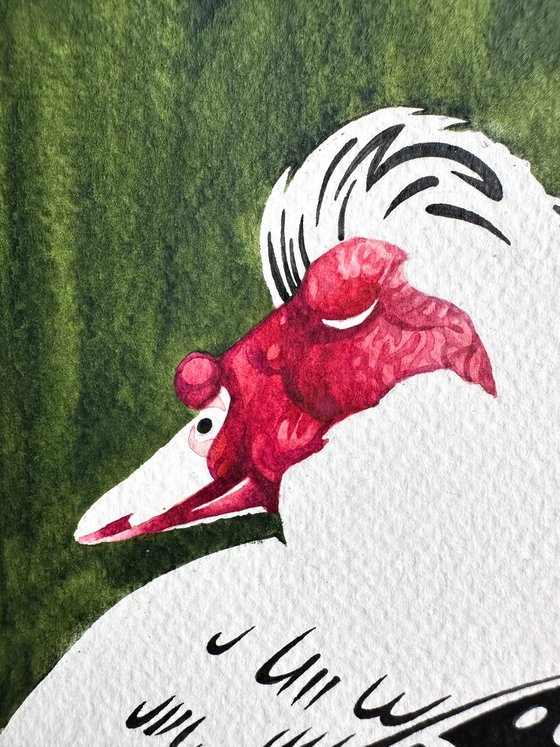 Muscovy duck